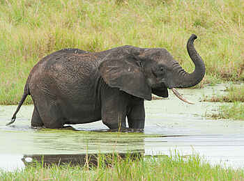 Kuro Tarangire: Elefant im Wasser Kuro Tarangire: Elefant im Wasser