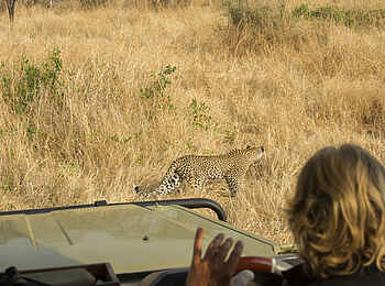 Kwihala Camp: Leopard vor dem Safarifahrzeug