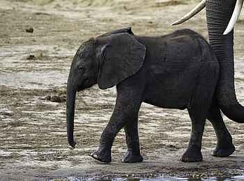 Little Makalolo Camp: Elefantenkalb Little Makalolo Camp: Elefantenkalb