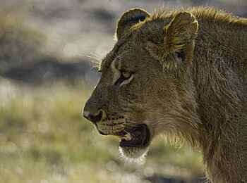 Little Makalolo Camp: Löwenportrait Little Makalolo Camp: Löwenportrait