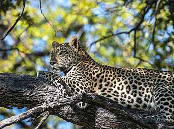 Little Sable Camp: Leopard im Baum Little Sable Camp: Leopard im Baum