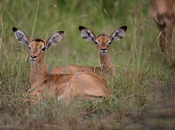 Loisaba Star Beds: Impalas im Gras Loisaba Star Beds: Impalas im Gras