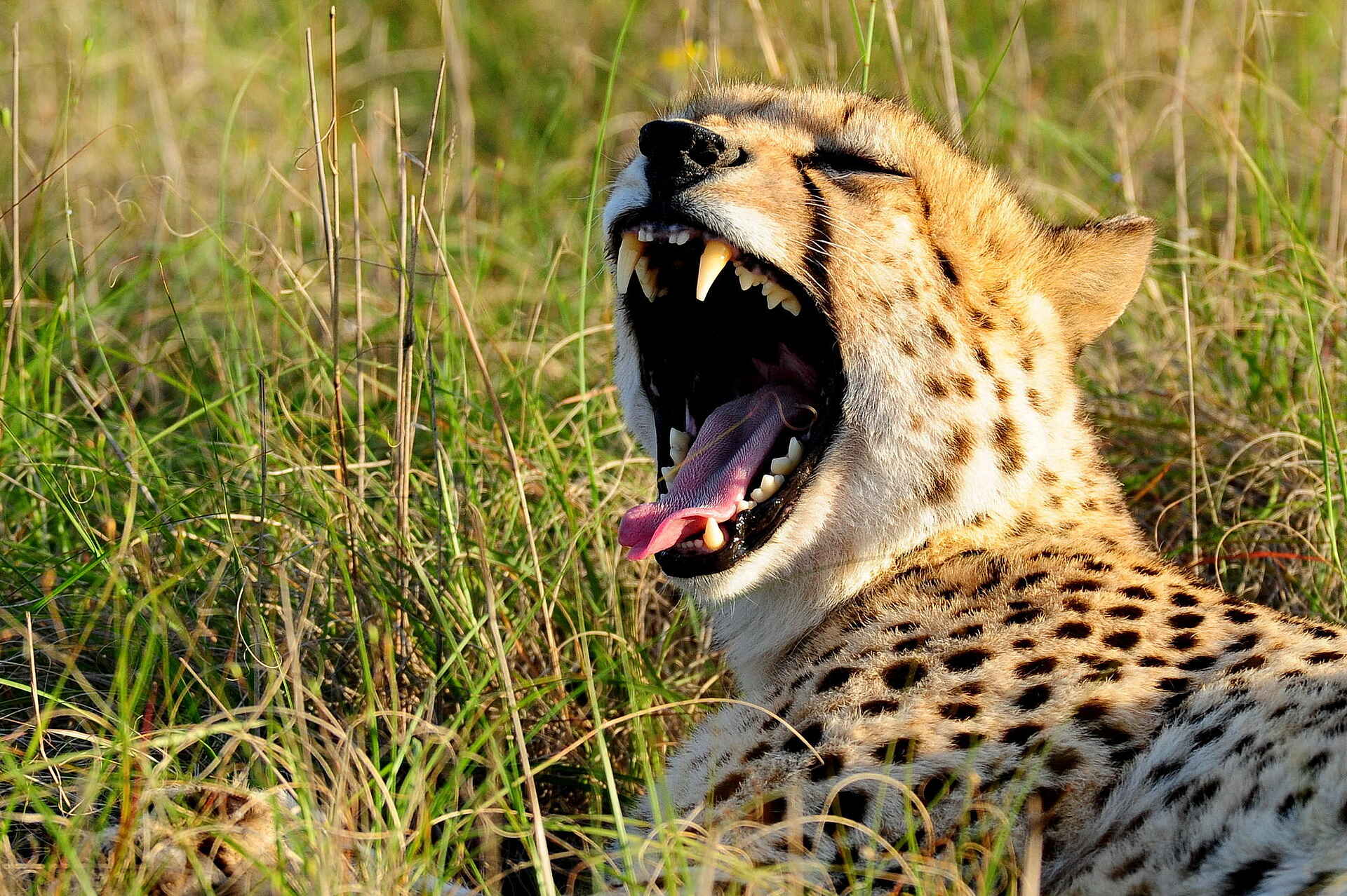 Long Lee Manor Lodge: Gepard