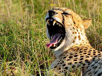 Long Lee Manor Lodge: Gepard Long Lee Manor Lodge: Gepard