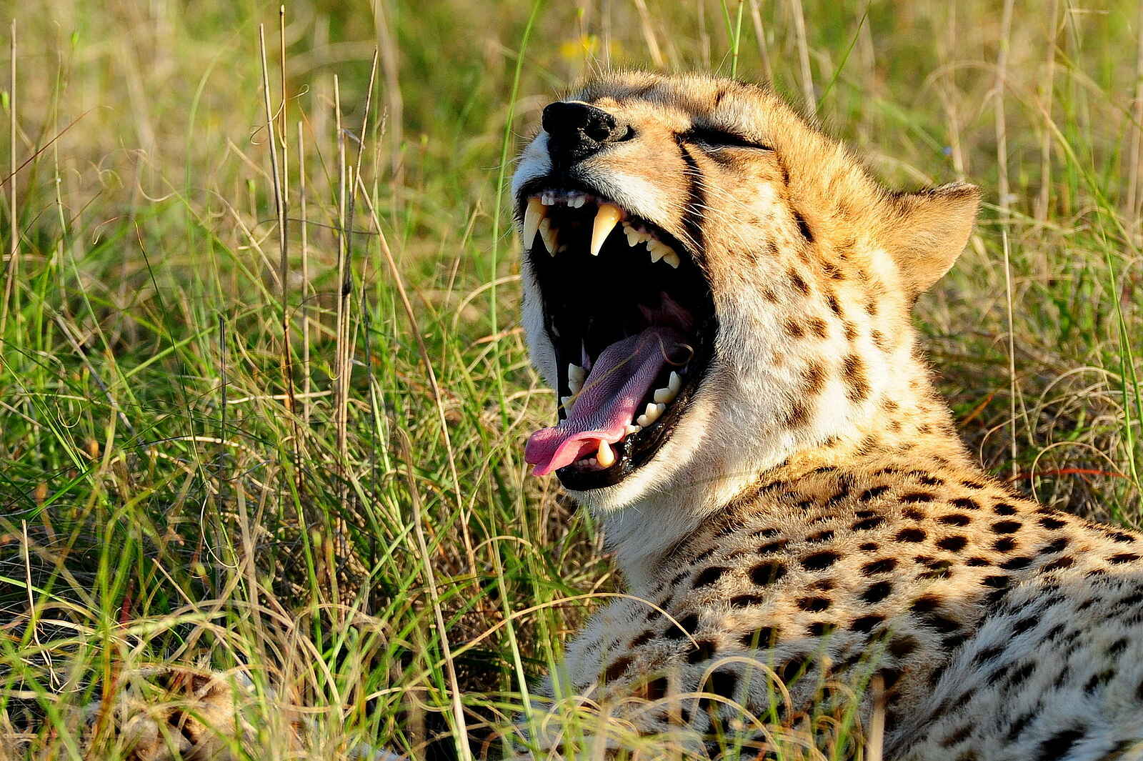 Long Lee Manor Lodge: Gepard Long Lee Manor Lodge: Gepard