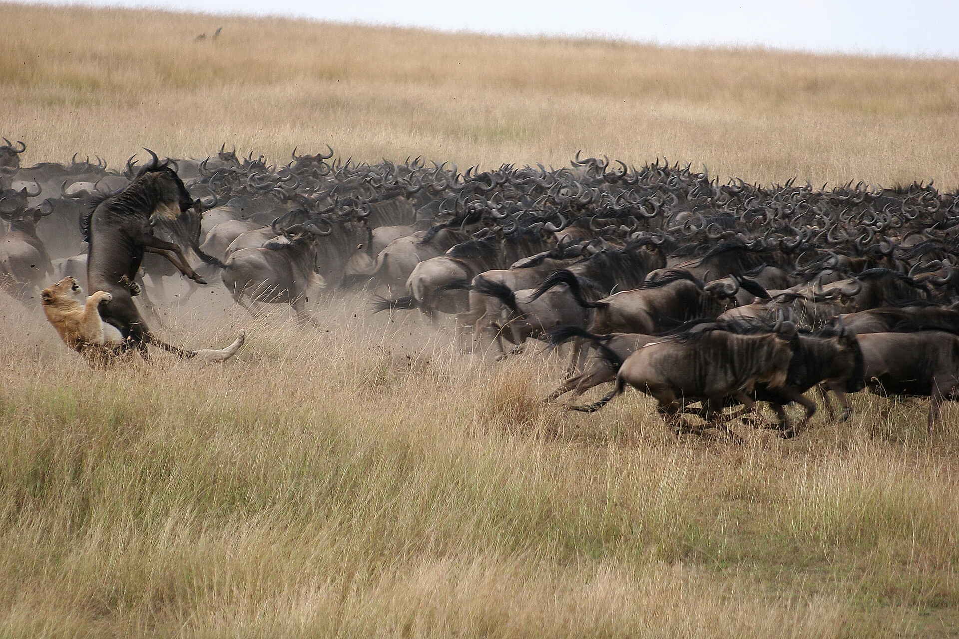 Mara Plains Camp: Angriff einer Löwin auf ein Gnu Mara Plains Camp: Angriff einer Löwin auf ein Gnu