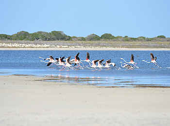 Morukuru Beach Lodge: Flamingos im Anflug Morukuru Beach Lodge: Flamingos im Anflug