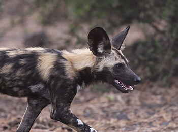 Muchenje Safari Lodge: Wildhund