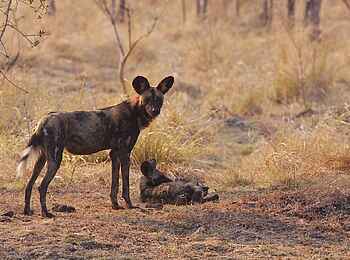 Mukambi Safari Lodge: Zwei Wildhunde Mukambi Safari Lodge: Zwei Wildhunde