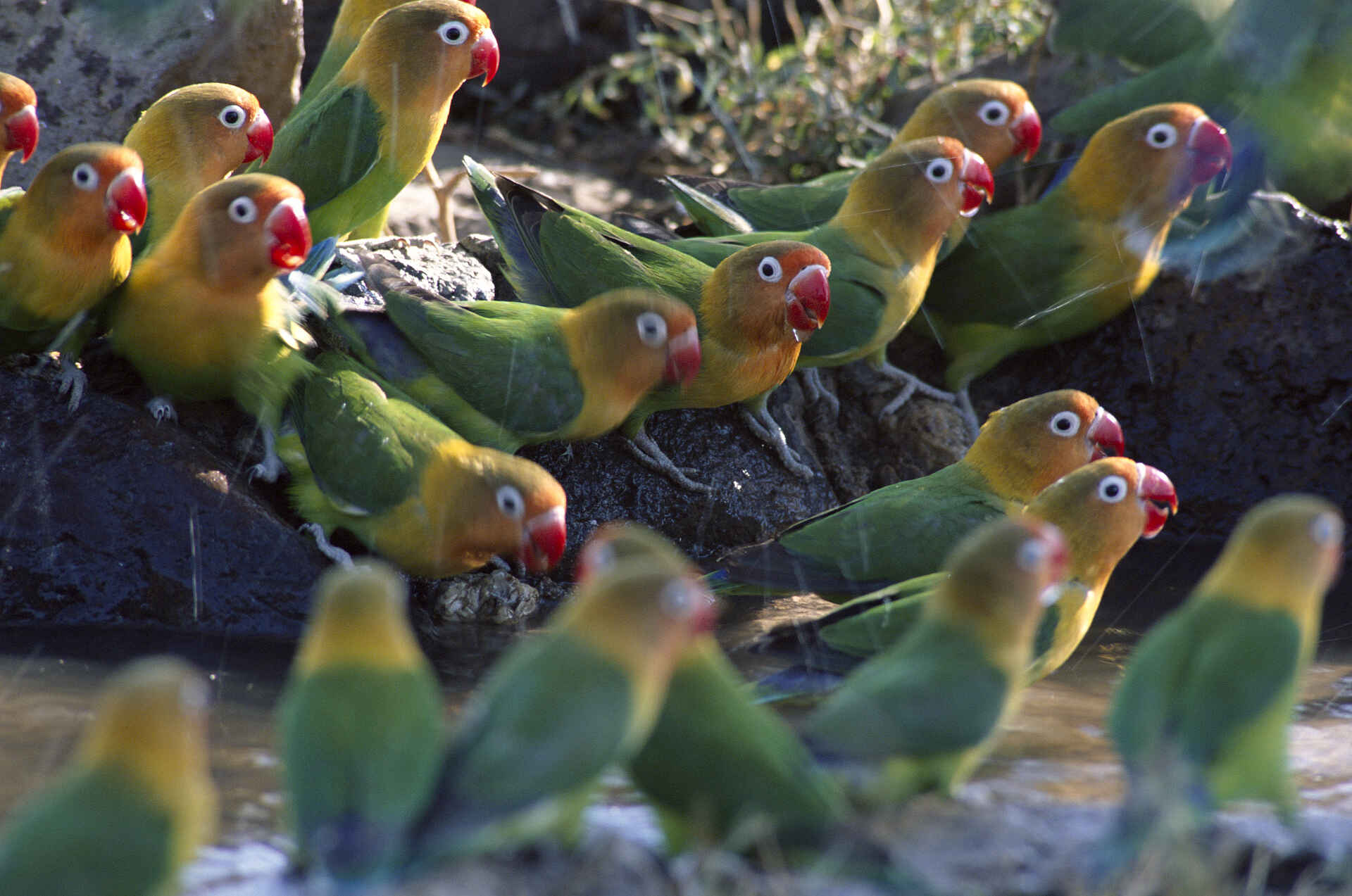 Ndutu Safari Lodge, Agapornis, Lovebirds, Unzertrennliche, afrikarma, afrikarma Safaris, afrikarma.de