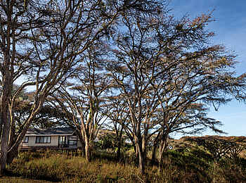 Ngorongoro Lions Paw Camp: Executive Double Room Ansicht