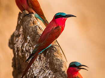 Norman Carr Safaris: Scharlachspinte