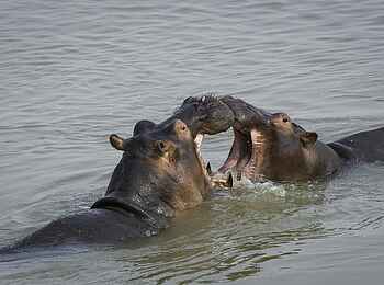 Robin Pope Safaris: Hippo-Action