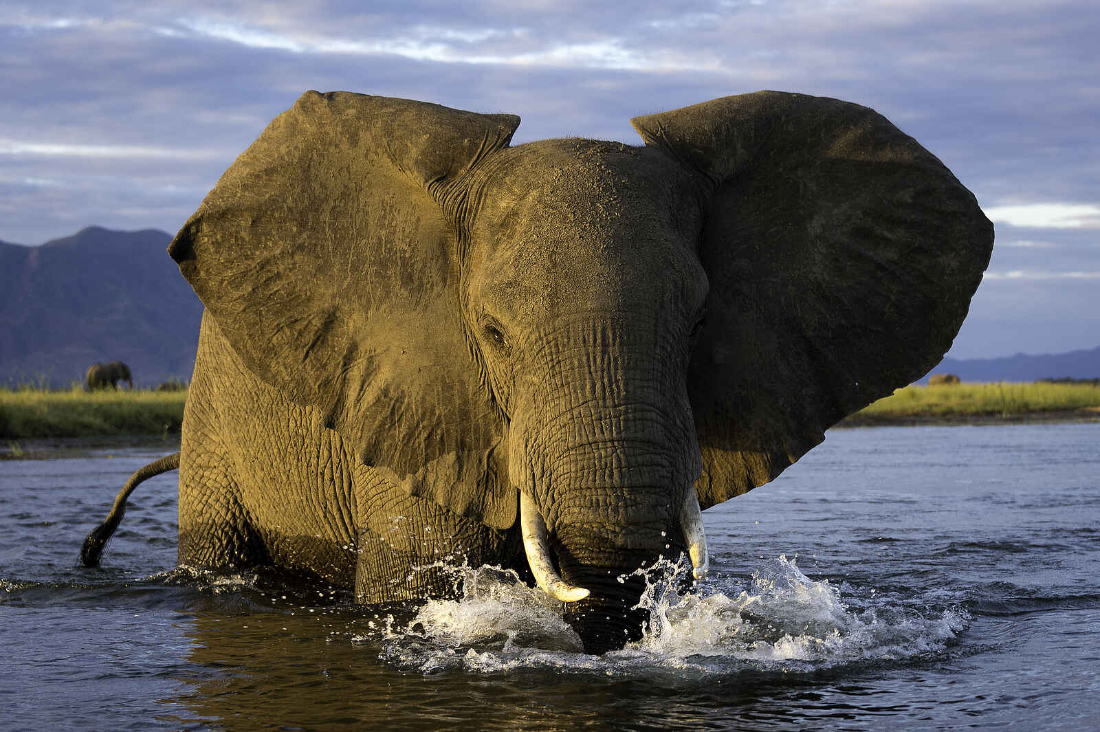 Ruckomechi Camp: Badender Elefant Ruckomechi Camp: Badender Elefant