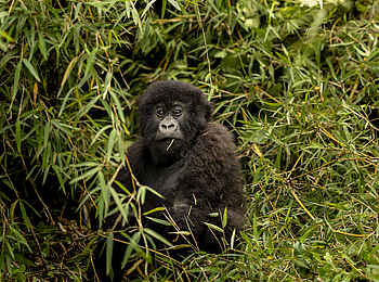 Sambora Kinigi Lodge: Gorilla beim Essen
