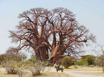 San Camp: Baobab