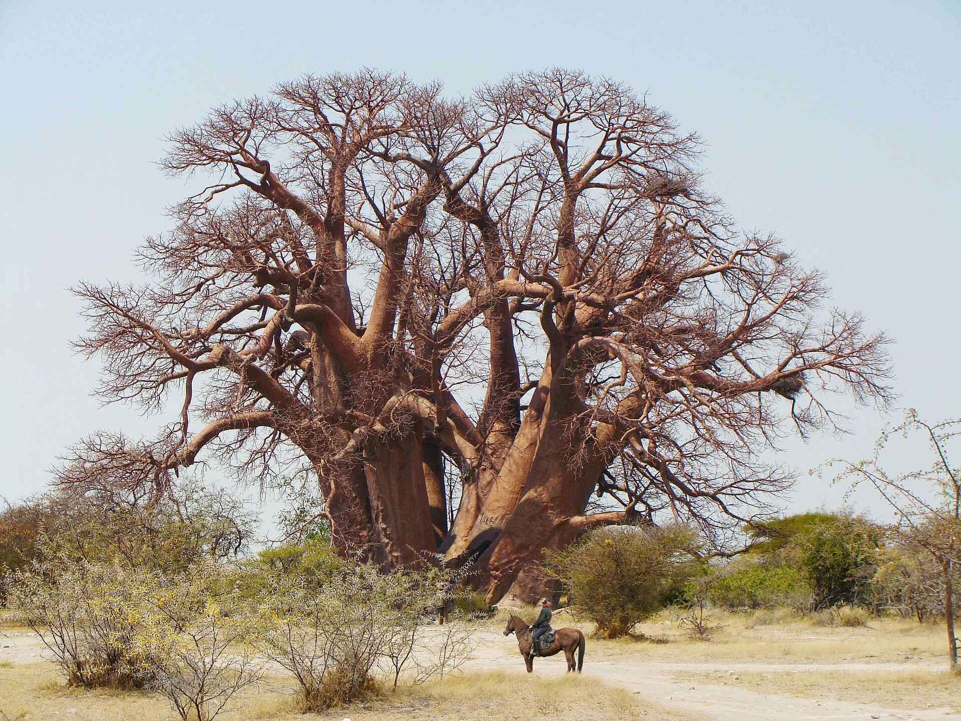 San Camp: Baobab