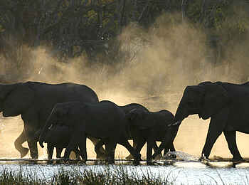 Sango Safari Camp: Elefantenherde