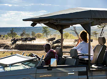 Saruni Eagle View: Gnus Saruni Eagle View: Gnus