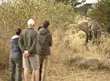 Sayari Camp: Zu Fuß unterwegs