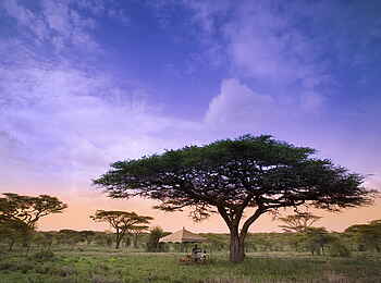 Serengeti under Canvas: Unter einer Schirmakazie Serengeti under Canvas: Unter einer Schirmakazie