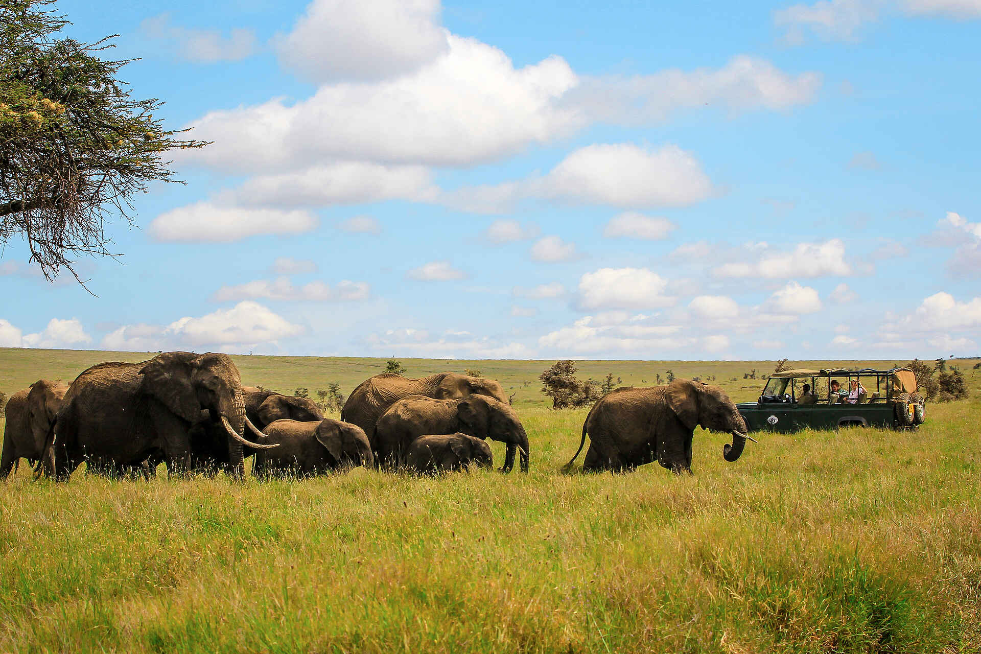 elefantenherde, elefantensichtung, Kenia, lewa wildlife conservancy, pirschfahrt, sirikoi, afrikarma, afrikarma safaris, afrikarma safaris - wildnis. hautnah., afrikarma.de, kenya
