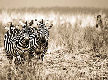 Sleeping Warrior Lodge: Zebrapaar Sleeping Warrior Lodge: Zebrapaar
