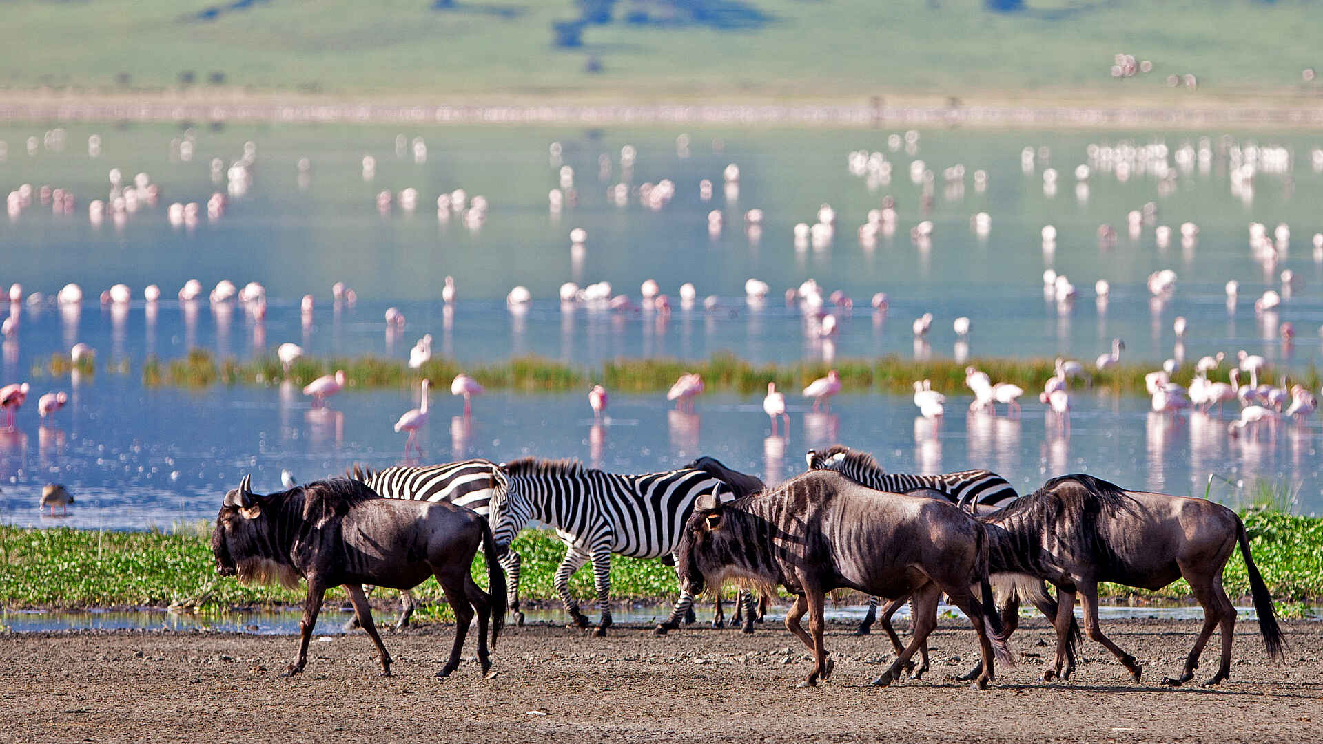The Highlands Camp: Zebras, Gnus und Flamingos