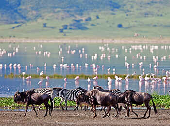 The Highlands Camp: Zebras, Gnus und Flamingos