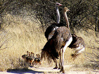 Waterberg Plateau Lodge: Strauß-Familie Waterberg Plateau Lodge: Strauß-Familie