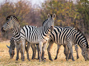 Wilderness Mokete Camp: Zebras