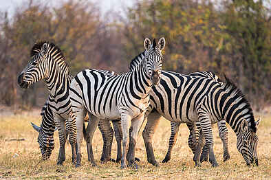 Wilderness Mokete Camp: Zebras
