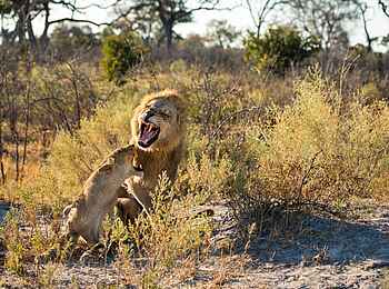 Zarafa Camp: Löwenpaar Zarafa Camp: Löwenpaar