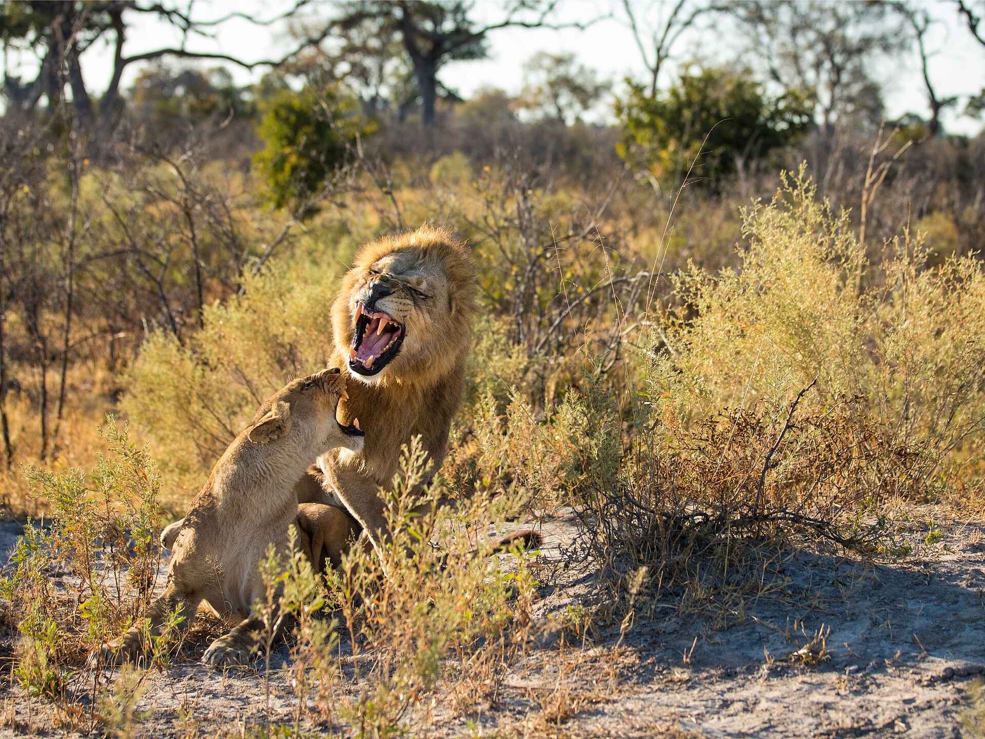 Zarafa Camp: Löwenpaar