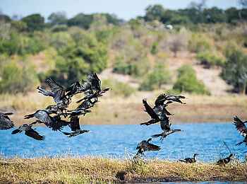 Camp Kuzuma: Kormorane Camp Kuzuma: Kormorane