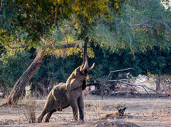 Chikwenya Camp: Durchgestreckter Elefant