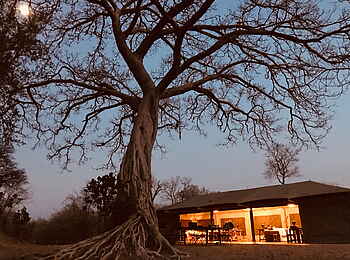 Ingwe Pan Camp: Gästezelt unter Würgefeigenbaum Ingwe Pan Camp: Gästezelt unter Würgefeigenbaum