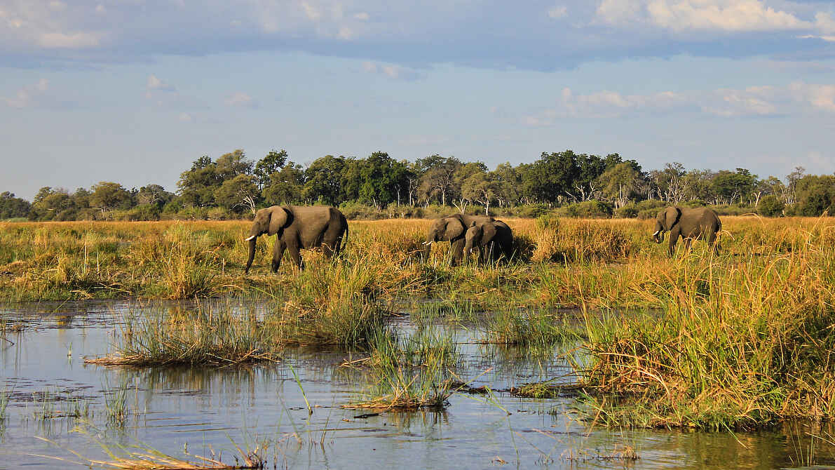 Jackalberry Tented Camp: Elefanten auf den Floodplains