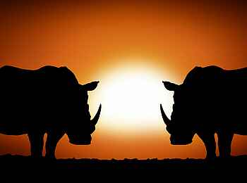 Olare Mara Kempinski: Nashörner