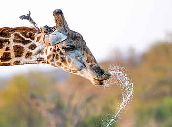 Singita Ebony Lodge: Durstige Giraffe Singita Ebony Lodge: Durstige Giraffe