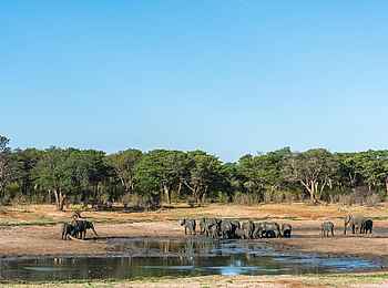 Verney's Camp: Elefantenherde an Wasserstelle