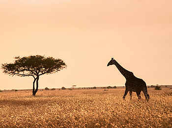 andBeyond Grumeti Serengeti River Lodge: Eine Giraffe andBeyond Grumeti Serengeti River Lodge: Eine Giraffe