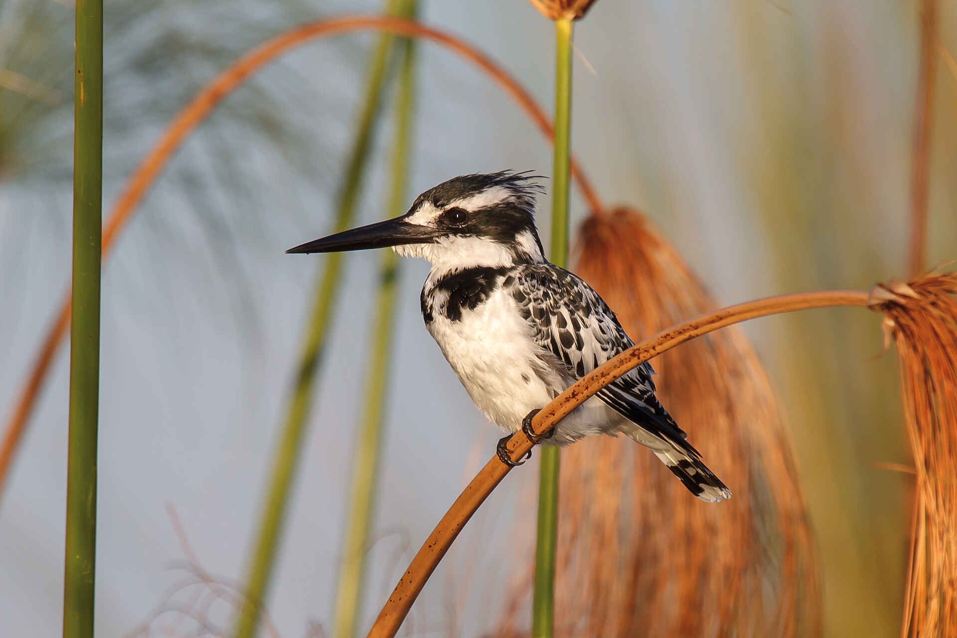 africa, afrika, auszeichnung, award, belmond, belmond eagle island camp, Belmond eagle island lodge, bilder, boro channel, boro-kanal, botsuana, botswana, buchen, buchung, eagle island camp, eagle island lodge, fish eagle bar, helikopter, helikoptersafari, hubschrauber, info, information, informieren, nordbotswana, northern botsuana, okavango, okavango delta, okavango-delta, orient epress safaris, orient express, orient-express, reise, reisen, reiseveranstalter, safari, southern africa, sÃ¼dliches afrika, urlaub, vollpension, wasseraktivitÃ¤ten, xaxaba, xaxaba island, xaxaba village, birding, Eisvogel, EisvÃ¶gel, fauna, graufischer, tiere, vÃ¶gel, Eisvögel, südliches afrika, vögel, wasseraktivitäten