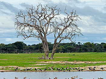 Camelthorn Lodge: Ankunft der Wasservögel zu Beginn der Green Season Camelthorn Lodge: Ankunft der Wasservögel zu Beginn der Green Season