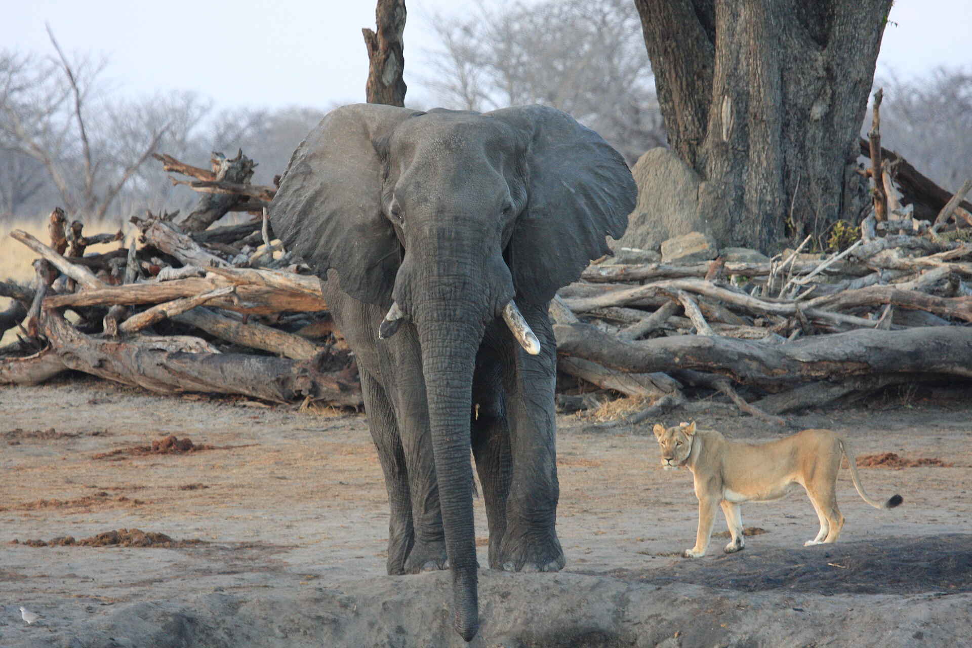 Camp Hwange: Elefant und Löwin