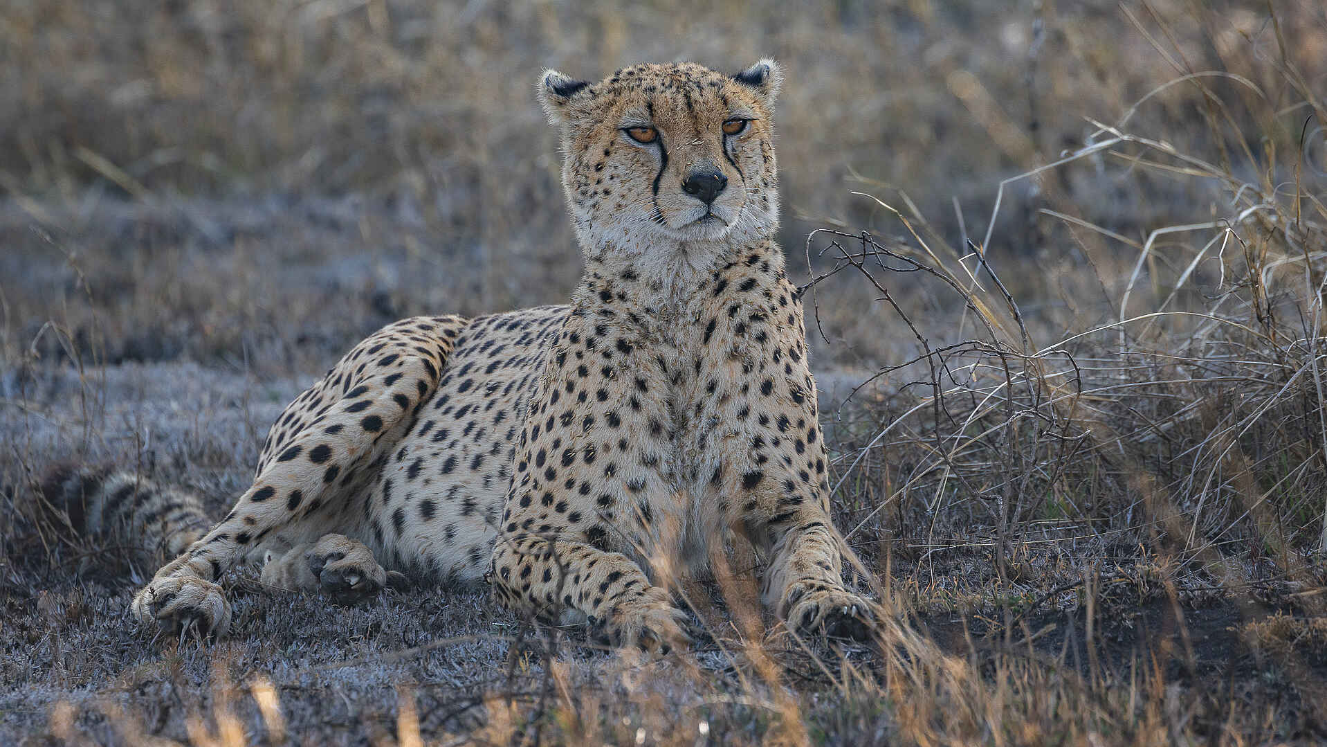 Charlie Serengeti Safari Camp: Leopard