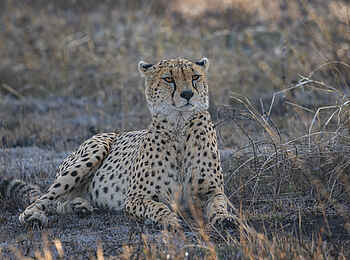 Charlie Serengeti Safari Camp: Leopard