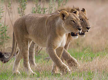 Chitabe Lediba: Löwenpaar