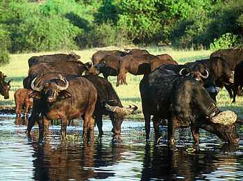 Chobe Game Lodge: Büffel
