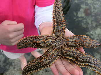 De Hoop Collection Lodge: Seestern De Hoop Collection Lodge: Seestern